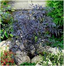 Elderberry Sambucus Nigra