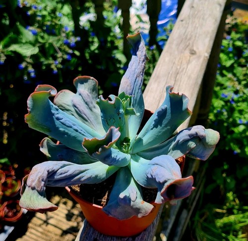 Echeveria culibra purple - -,