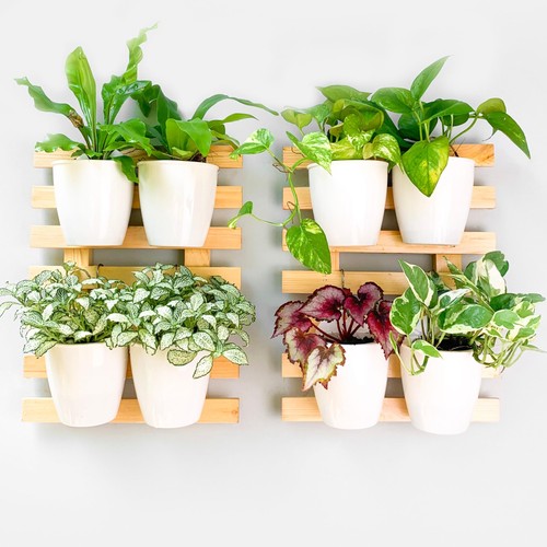 Wall planter - (40cm,, pack)