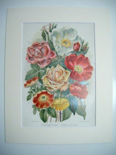 Antique climbing roses print - climbing,