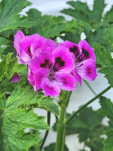 Orsett scented pelargonium - -,