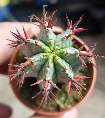 Euphorbia horrida beautiful - -,