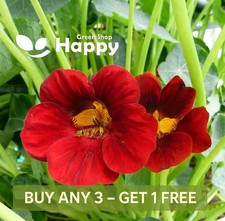 NASTURTIUM - FIERY FESTIVAL
