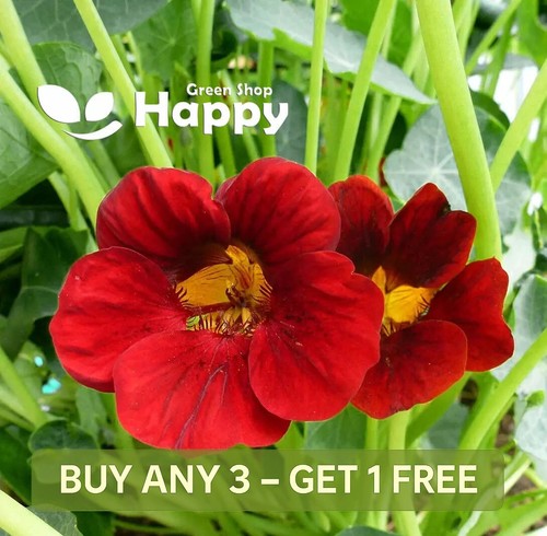 Nasturtium fiery festival - fiery,