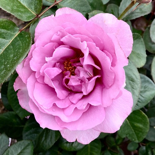 Rose peter ayliffe - rose, ayliffe'