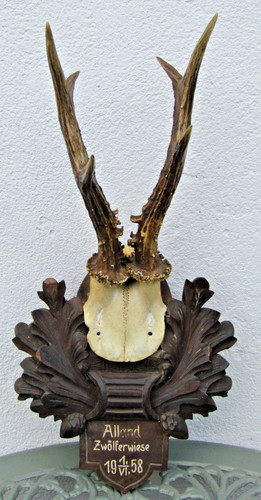 Roe deer antlers mounted - roe,