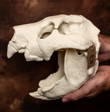 Thylacoleo Skull Replica Life