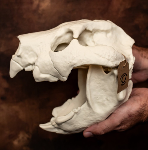Thylacoleo skull replica - thylacoleo,