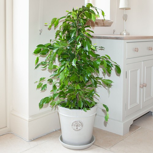 Weeping fig houseplant - fig,
