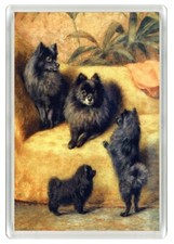 POMERANIAN BLACK DOGS & PUPS