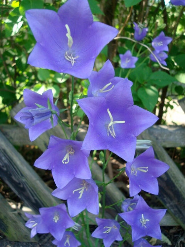 Campanula persicifolia blue - 4,