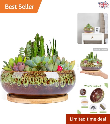Stylish 20cm succulent - succulent, planter