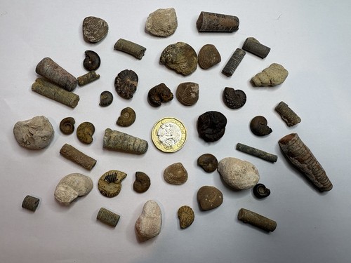 Selection fossils - of, 40