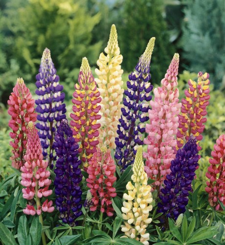Lupin gallery plants pot - lupin, 2l
