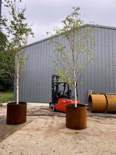 Silver birch trees - silver,