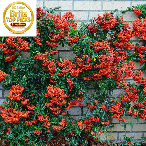 Red firethorn pyracantha - red,