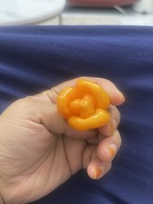 CAROLINA REAPER YELLOW, 25 super hot pepper seeds + FREE GIFT