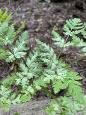 Rare Sweet Cicely. Myrrhis