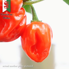 Habanero Paper Lantern Chilli Seeds (10) – COMBINED POSTAGE – UK-Grown - 2025
