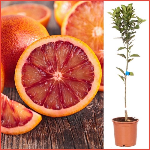 80cm large red blood orange - large,