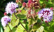 Mentha aquatica, Water mint. Hardy perennial shallow water plant in 9cm pot 