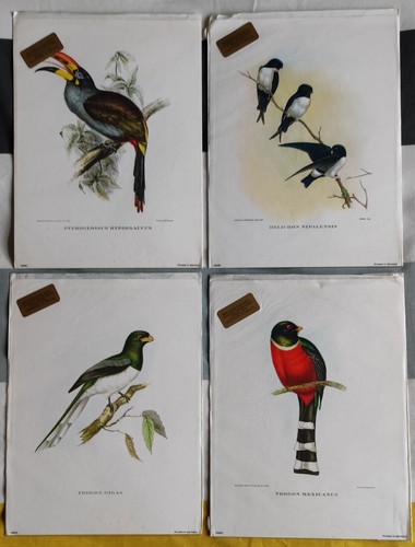 Antique vintage prints - x,