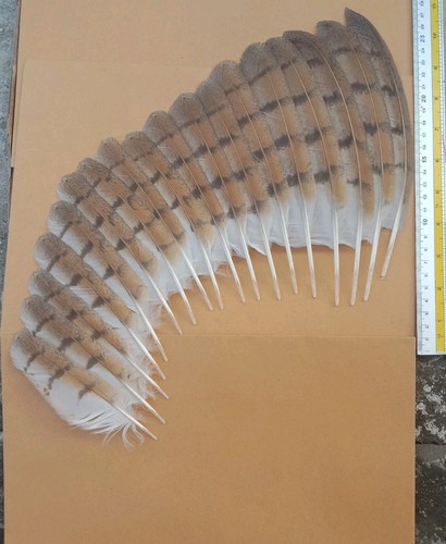 Tyto alba wing feathers - tyto,