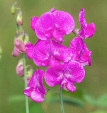2 Perennial Sweet Pea live plants in 9cm pots  ready to plant out and overwinter
