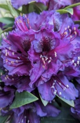 Rhododendron catawbiense - rhododendron,