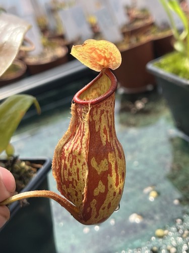 Nepenthes tropical pitcher - -,