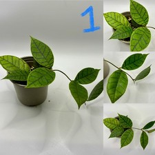 Hoya Callistophylla RARE House Plant