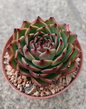 Echeveria moonstone - echeveria, 'moonstone'