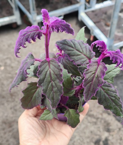 Gynura purple passion plant - gynura,