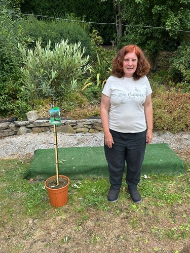 Olive tree evergreen olea - olive,