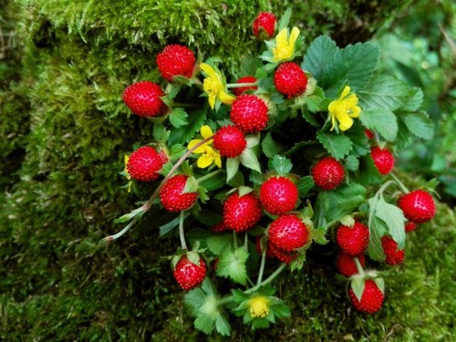 Strawberry mock indian sow - strawberry,