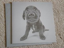 " BLACK PUPPY ". STUNNING &