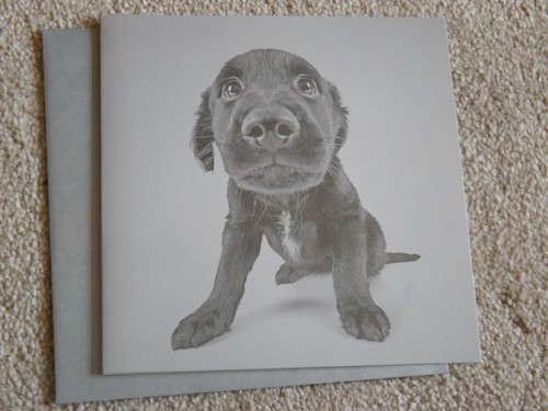 Black puppy stunning - ".,
