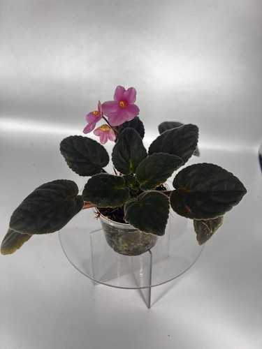 Stunning flowering rare - stunning,