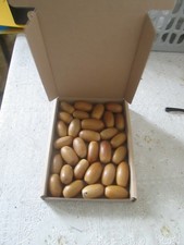 30 X NATURAL DRIED ACORNS -