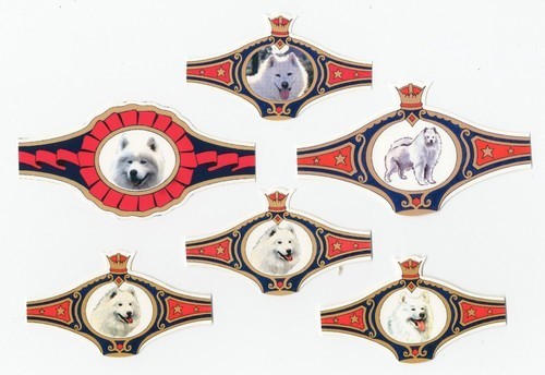 Samoyed collection dog - samoyed,