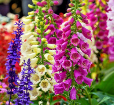 9000x Foxglove Digitalis