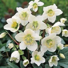 Helleborus Niger Christmas Rose Plant in 13cm Pot - Hardy Evergreen Perennial
