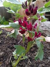 Crimson Flowering Broad Beans
