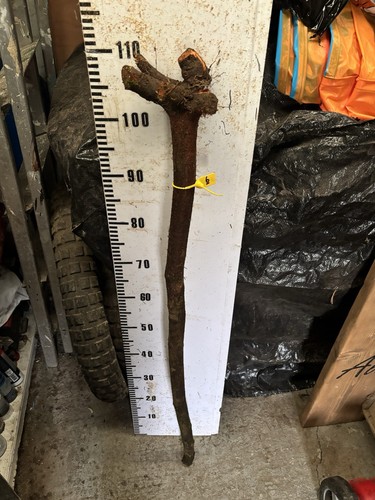 Blackthorn shank walking stick - blackthorn,