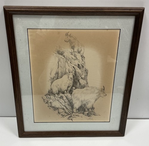 Framed saltiel sketch - saltiel,