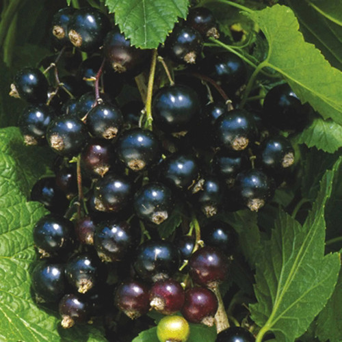 Blackcurrant ben hope - "ben, |