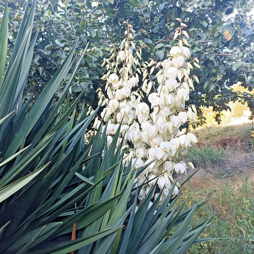 Yucca gloriosa cutting rooted - yucca,
