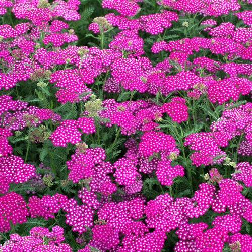 Achillea new vintage - achillea,