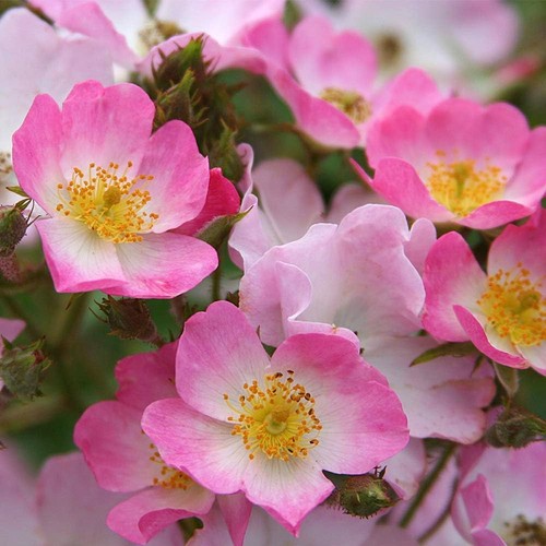 Rose bush ballerina - rose,