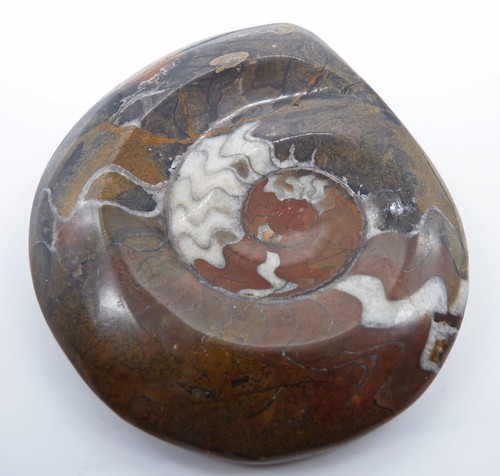 Genuine polished ammonite - genuine,